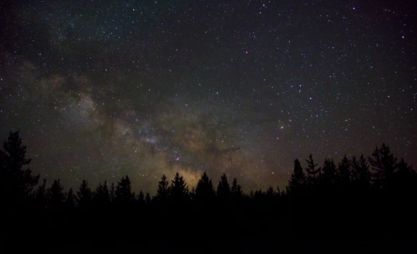 A dark silhouette of pine trees below a night sky filled with countless stars and a visible section of the Milky Way galaxy.