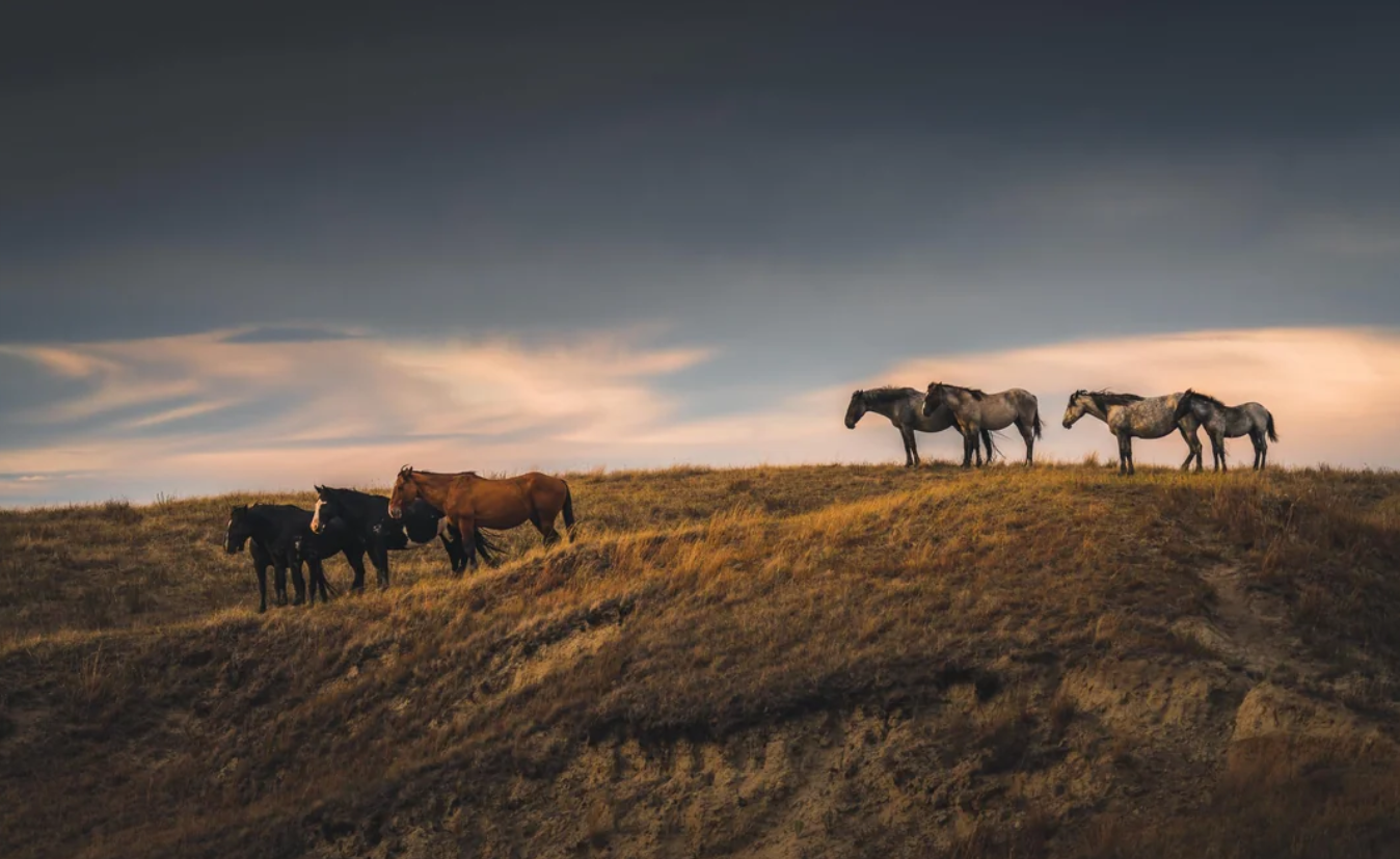Seven horses stand on a grassy hill under a dramatic sky at sunset, evoking the tranquil beauty often discovered during trips to national parks in America. The group is split, with four horses on the left and three on the right, all appearing calm in the natural landscape.
