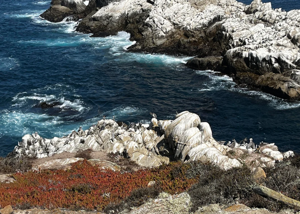 Rocky coastline with white stone cliffs, blue ocean waves crashing below, and patches of red and green vegetation in the foreground. Reminiscent of scenes from American National Parks, a group of seabirds is perched on the rocks near the water.