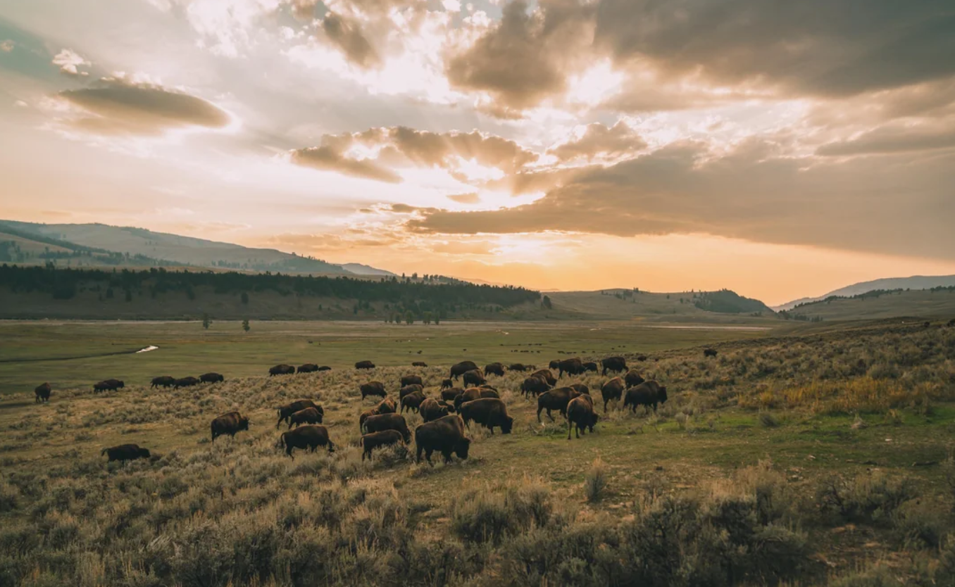 A herd of bison grazes on a grassy plain under a dramatic sunset sky, framed by rolling hills and mountains in the background—a timeless scene reminiscent of those found in American National Parks.