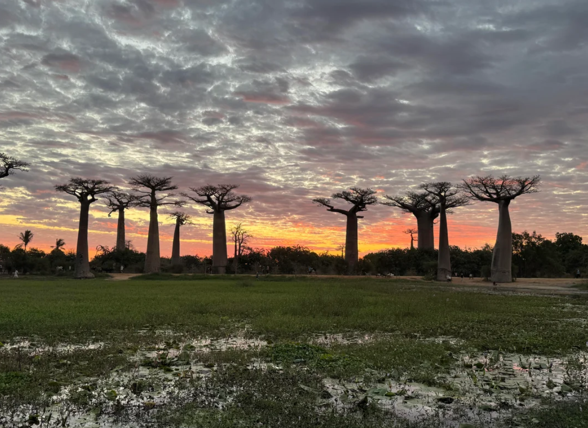 Baobab trees stand silhouetted against a dramatic sunset sky with scattered clouds, while green grass and shallow water cover the ground in the foreground.