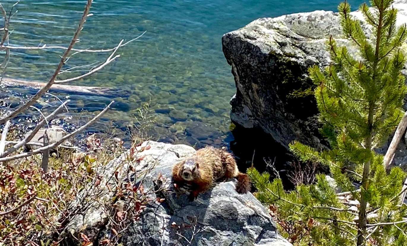 A squirrel lies on a sunlit rock near a clear, blue lake with visible stones underwater—evoking the tranquil beauty often found in American National Parks. Small bushes and a pine tree surround the area, and a large rock sits beside the water.