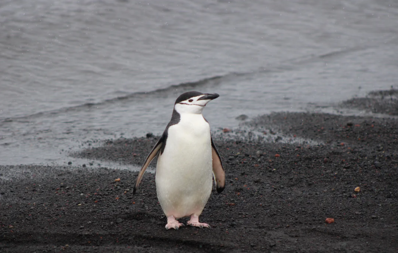 A single chinstrap penguin stands on black sand near the water’s edge, with rippling waves and wet sand visible in the background.