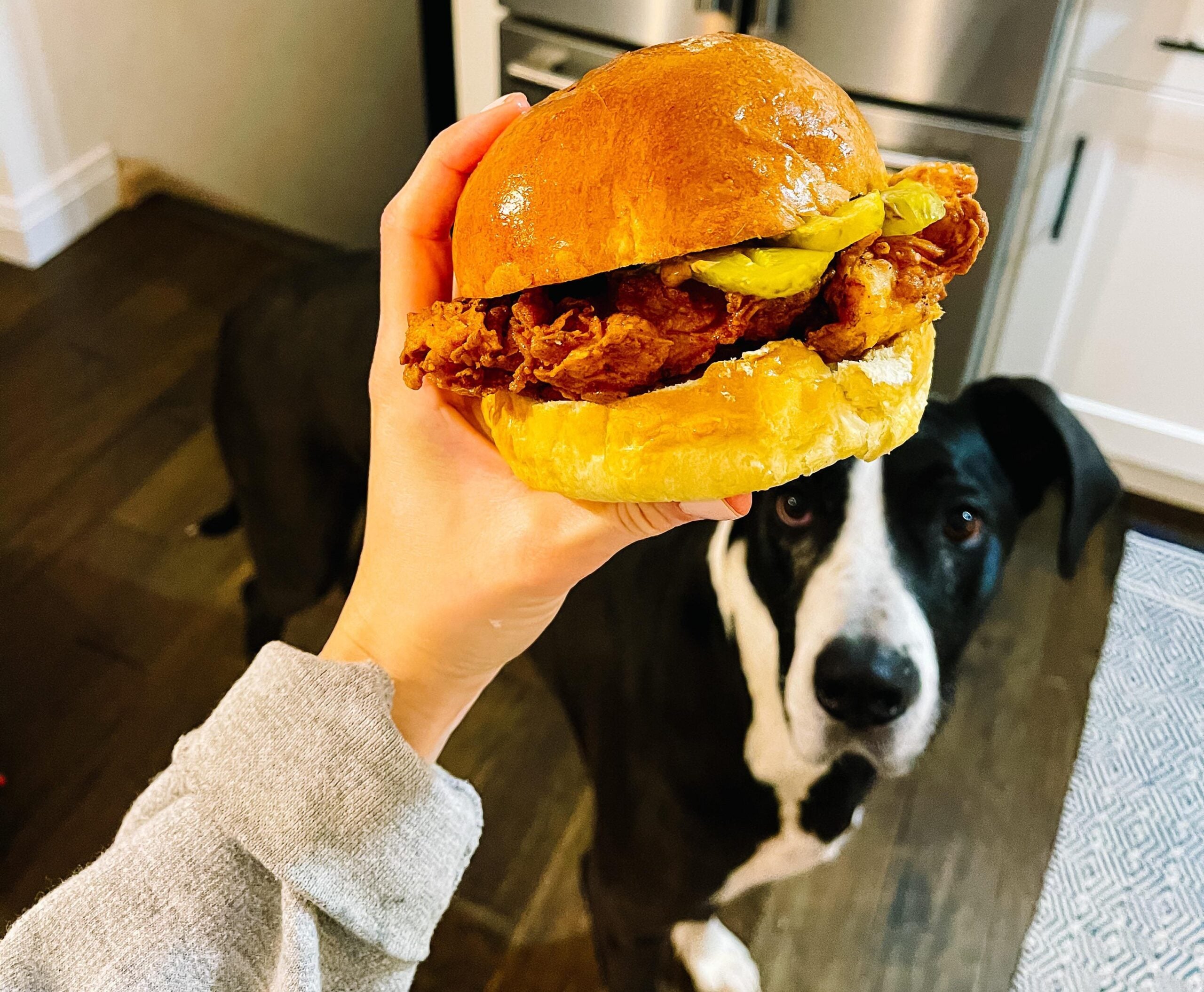 A hand holds a fried chicken sandwich with pickles on a bun, while a large black and white dog looks up in the background on a wooden floor.