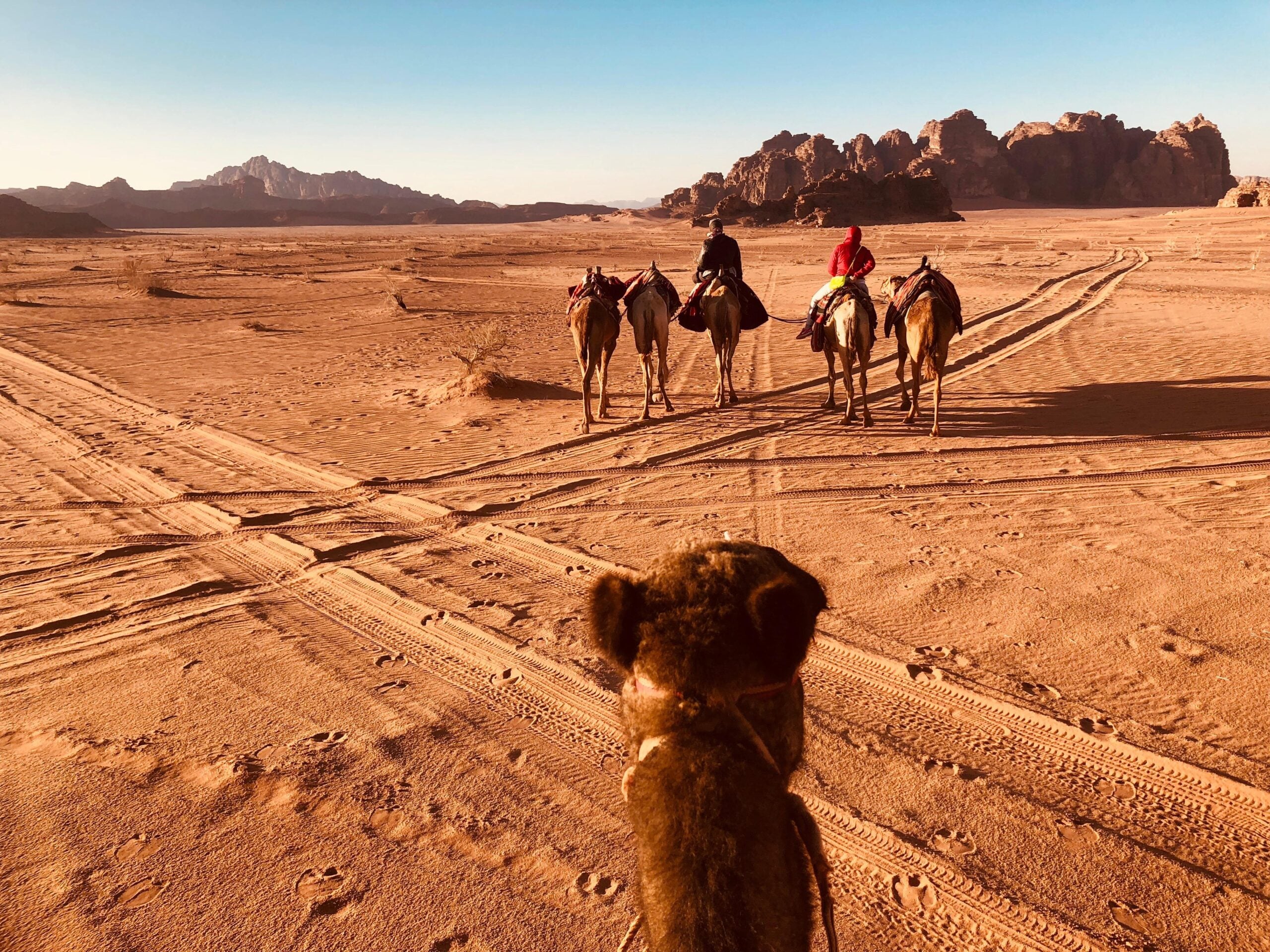 A group of people ride camels across a vast desert landscape with rocky mountains in the background, seen from the perspective of another camel.