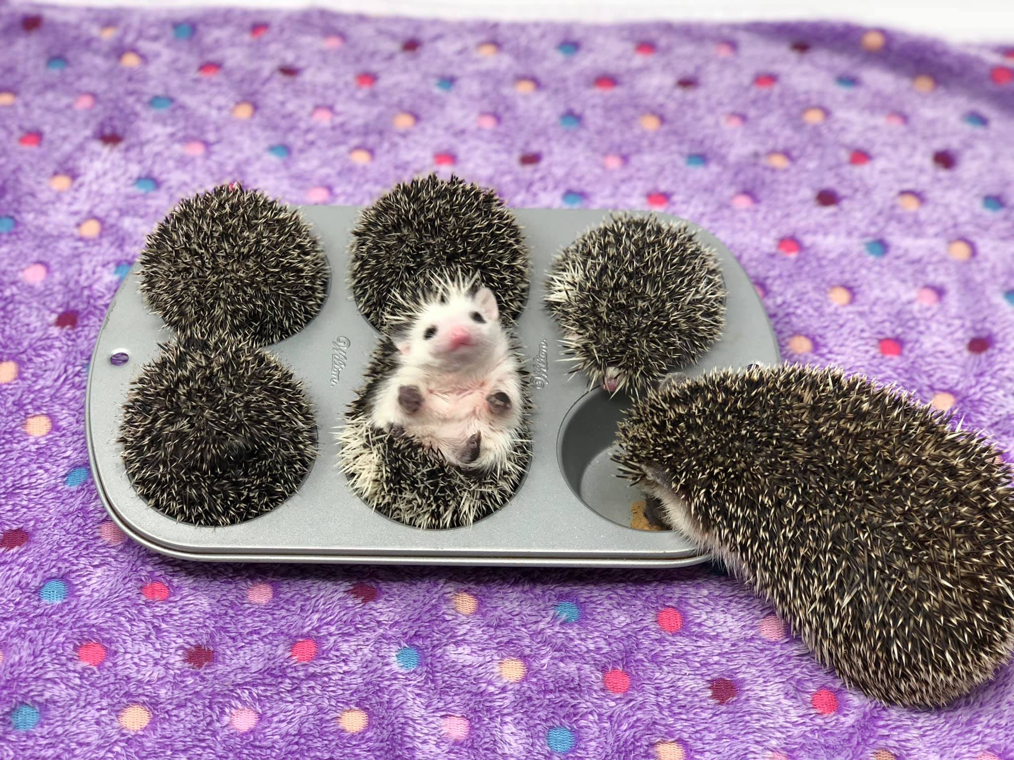 Four curled-up hedgehogs and one with its belly up are nestled in a muffin tin on a purple, polka-dotted blanket. Another hedgehog is beside the tin, facing the others.