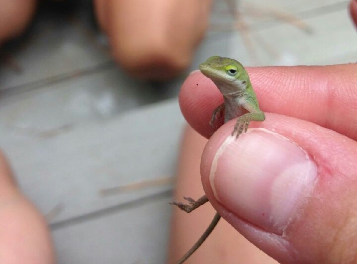 A tiny green lizard is gently held between a person’s thumb and finger, with blurred human legs and a wooden surface in the background.