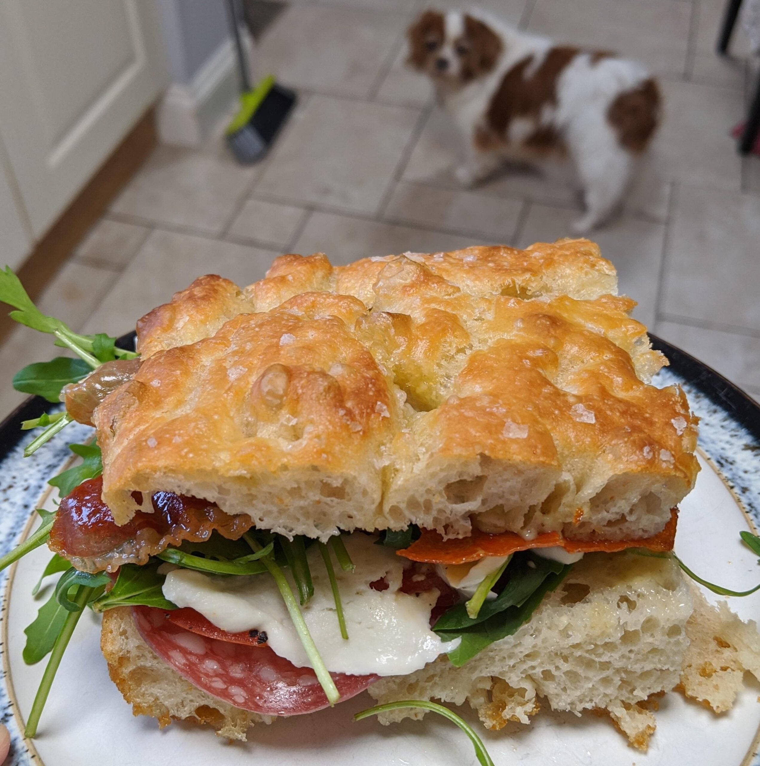 A close-up of a focaccia sandwich with arugula, mozzarella, meats, and veggies on a plate, with a brown and white dog blurred in the background on a tiled kitchen floor.