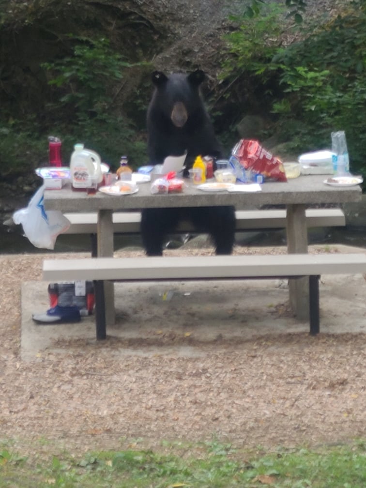 A black bear stands on its hind legs at a picnic table covered with various foods, snacks, and drinks in an outdoor, wooded setting.