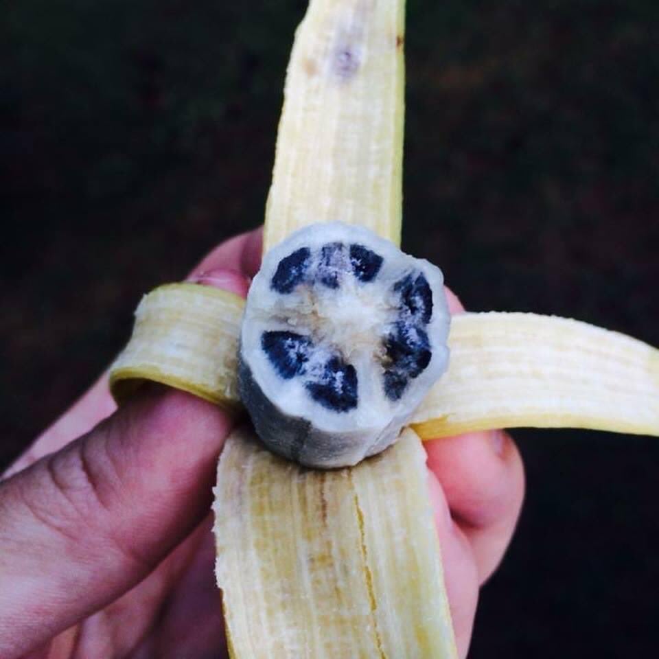 A hand holds a peeled banana with unusual black seeds inside, instead of the typical small, white seeds.