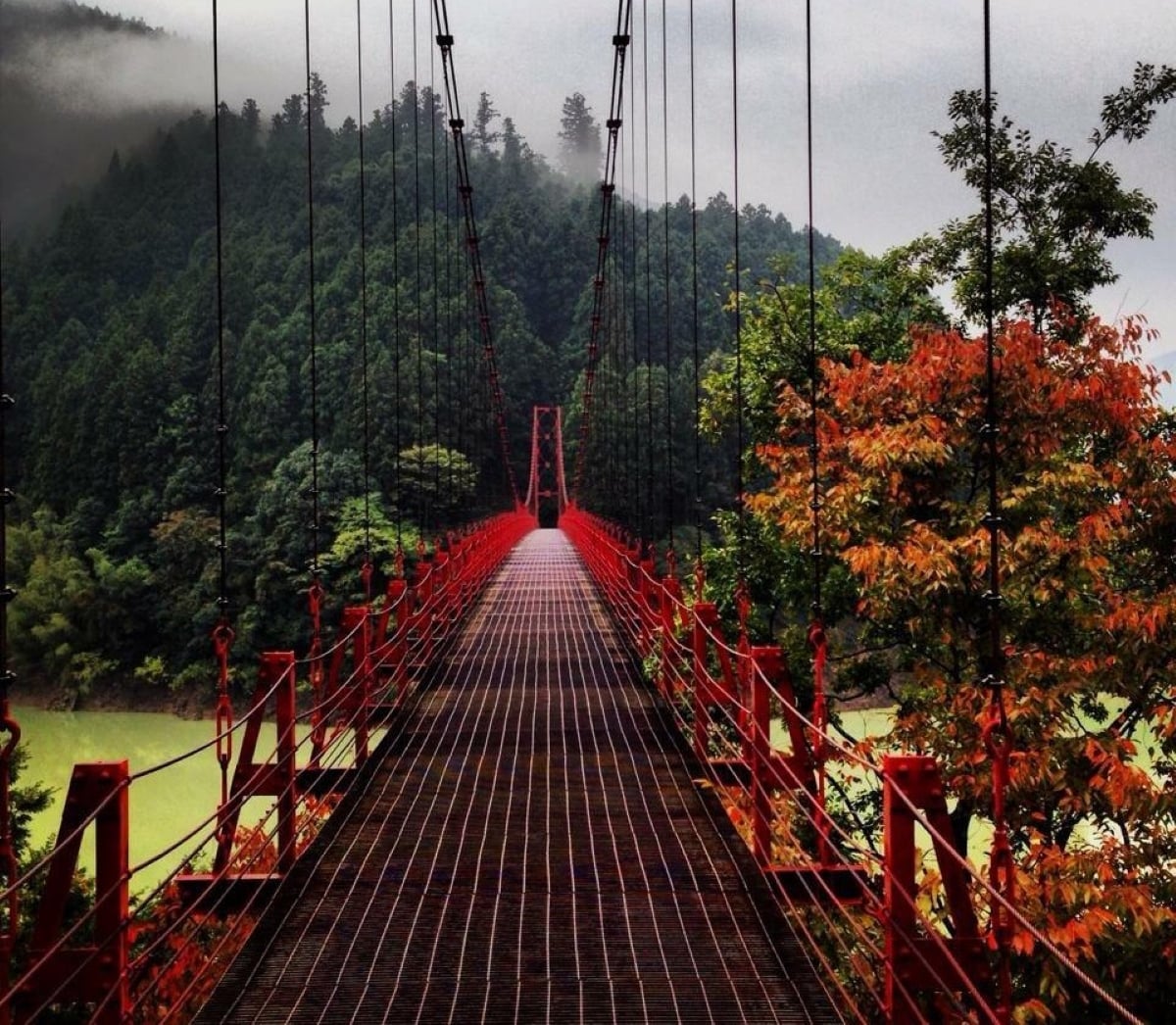 A red suspension bridge stretches into a lush, green forest with misty mountains in the background and a tree with orange leaves on the right.