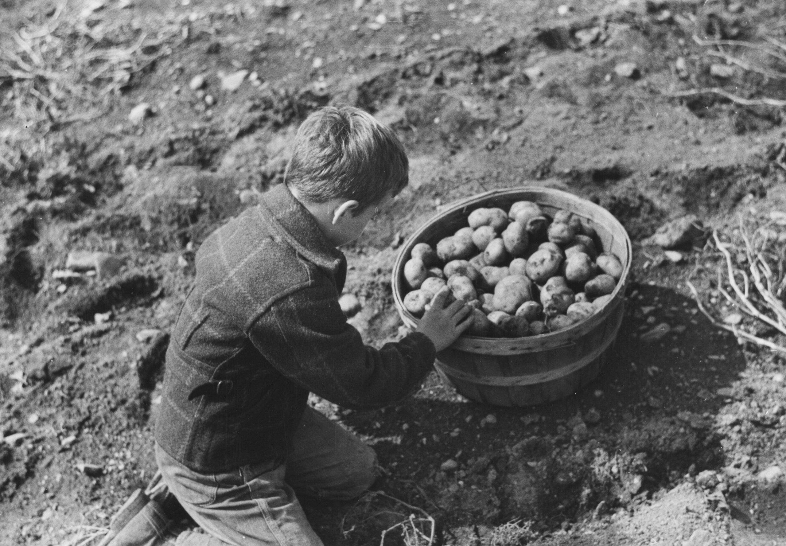 A young boy kneels on dirt, looking at and touching a basket full of harvested potatoes.