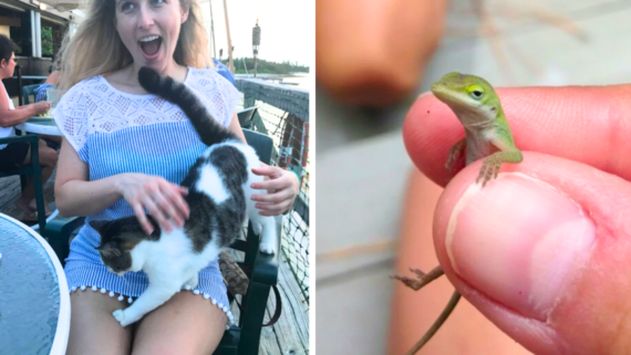 A surprised woman with a cat&rsquo;s tail across her lap on the left, and a tiny green lizard held between fingers on the right&mdash;truly one of those hilarious photos that capture unexpected moments.