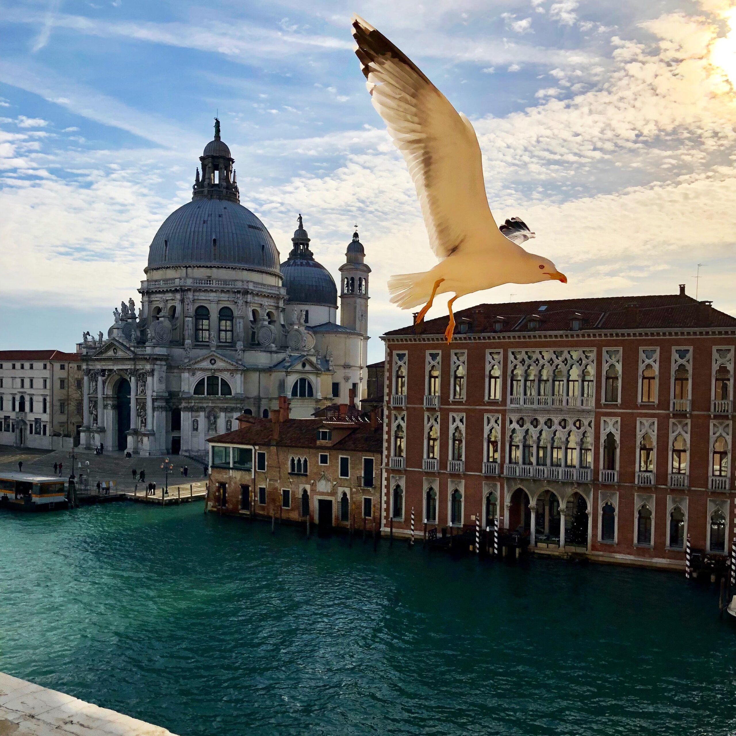 A seagull flies over the Grand Canal in Venice, Italy, with the domed Santa Maria della Salute church and historic buildings in the background under a partly cloudy sky.