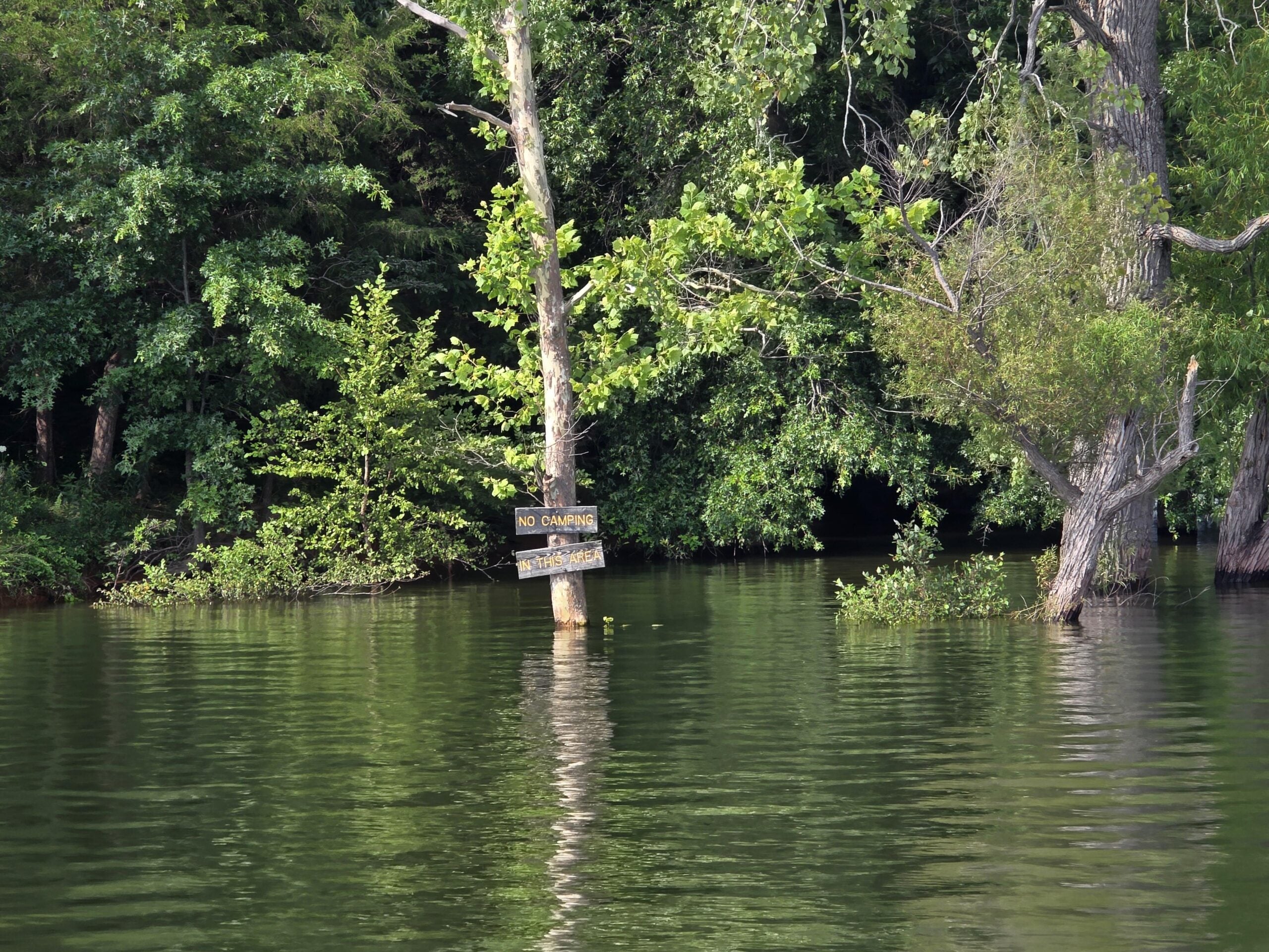 A tree surrounded by water has a “No Camping” sign nailed to it. The area appears flooded, with dense green foliage and trees in the background.