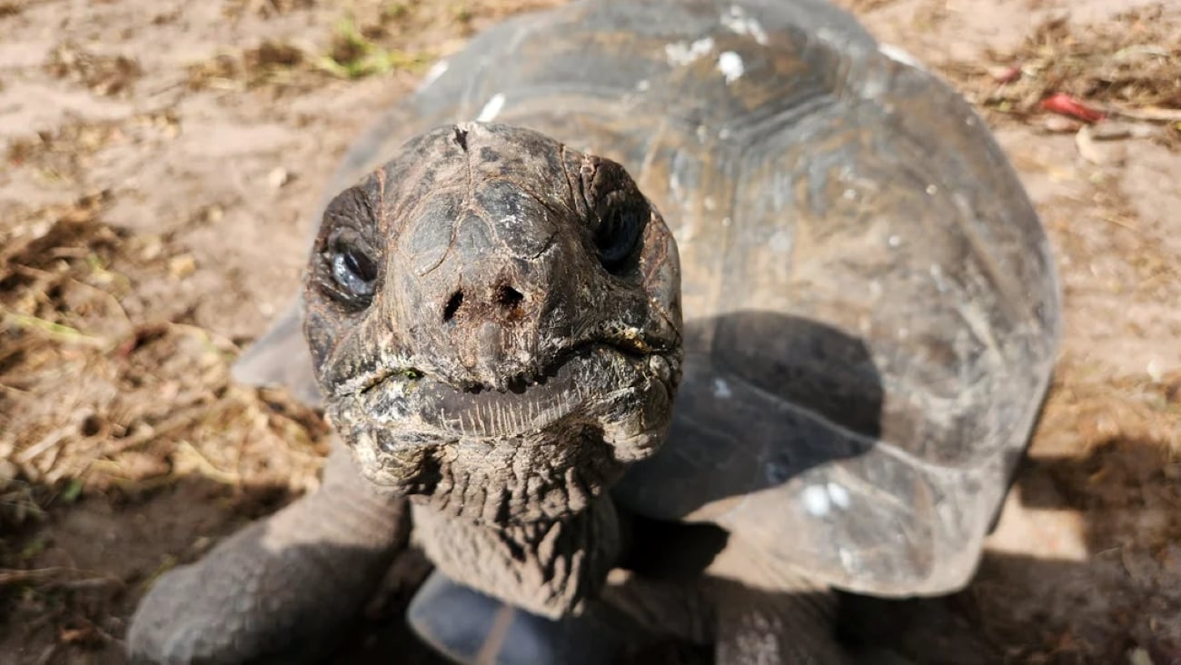 A close-up photo of a tortoise looking up at the camera, with its textured face and shell visible. The background is a dry, sandy ground with some patches of grass, evoking the warm and earthy landscapes often found in tropical locations.