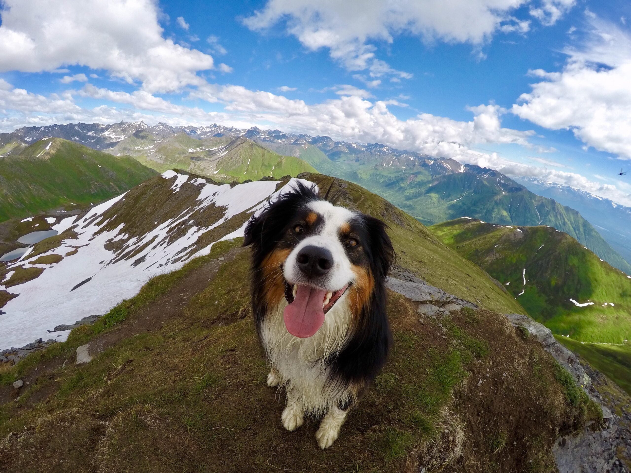 A happy dog with a black, white, and brown coat stands on a mountain ridge with patches of snow, surrounded by green hills and distant mountains under a partly cloudy sky.