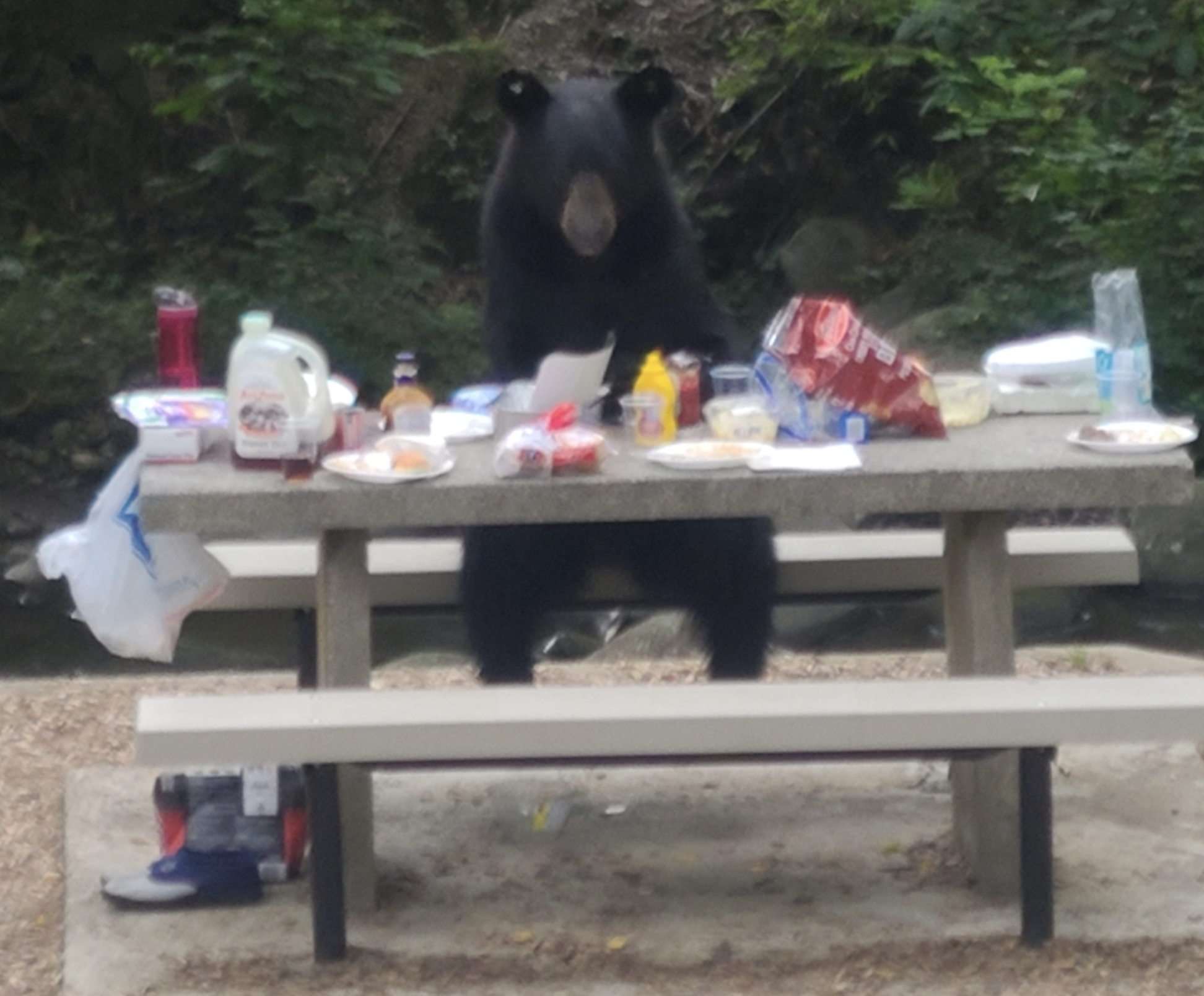 A black bear stands behind a picnic table covered with food, snacks, and drinks in a wooded outdoor setting.