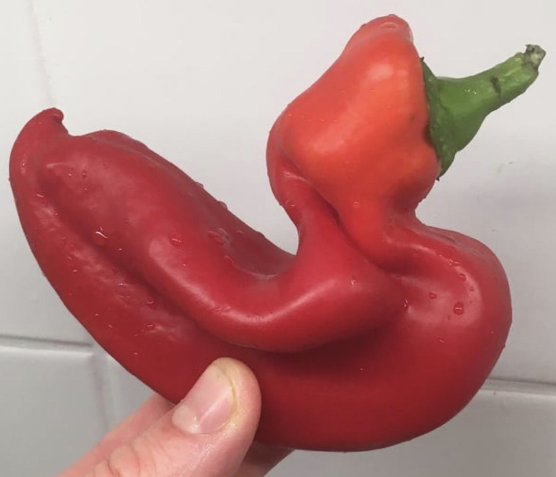 A hand holds a uniquely shaped red pepper with a twisted, curled form, showing a smaller pepper-like growth on top, against a white tiled background.