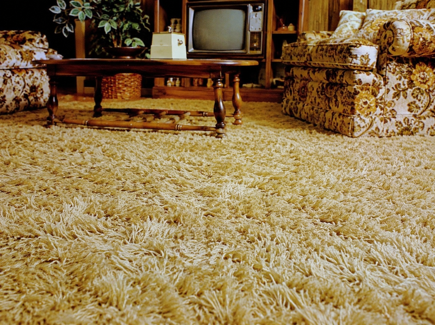 A close-up of a thick, light brown shag carpet in a vintage living room with floral sofas, a wooden coffee table, potted plant, and an old TV.
