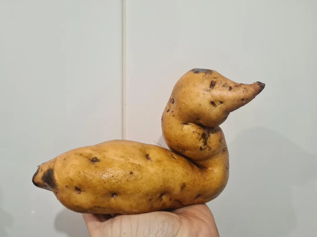 A hand holds a potato shaped like a duck, with a curved “neck” and a pointed “beak,” against a plain white background.