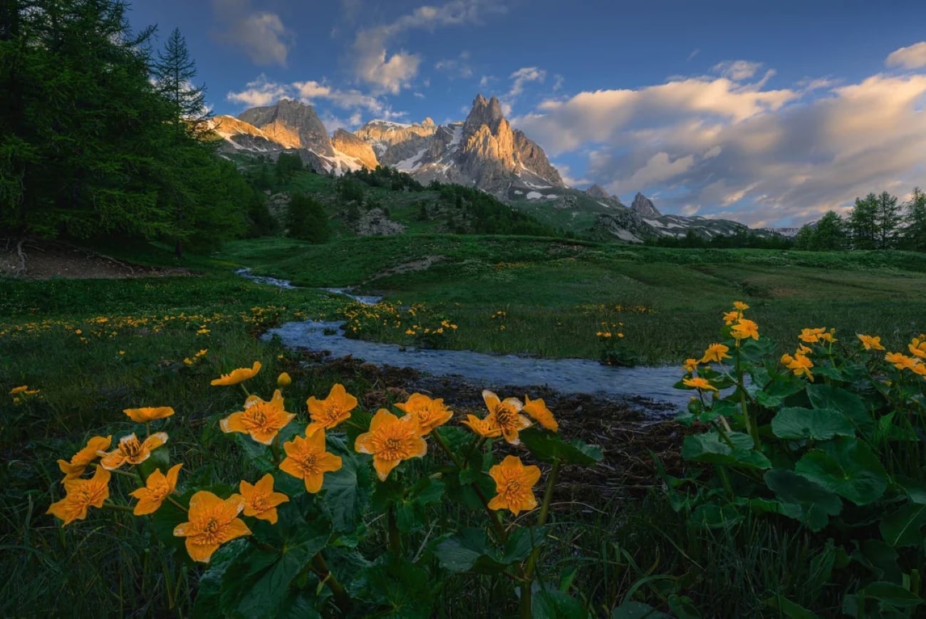 Bright yellow wildflowers in the foreground, a small stream running through green fields, and rugged, sunlit mountain peaks with scattered clouds in the sky.