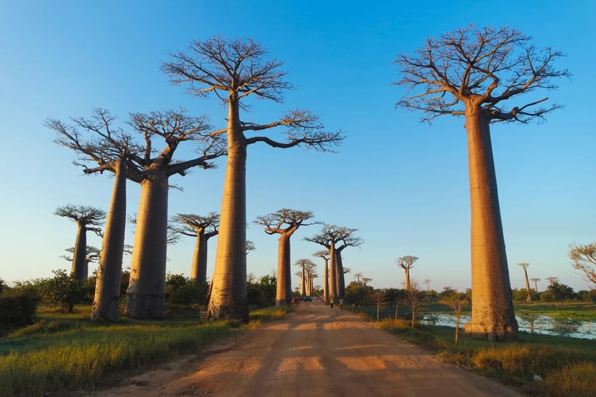 A dirt road lined with tall, thick-trunked baobab trees under a clear blue sky, with grass and small bushes on either side of the road.