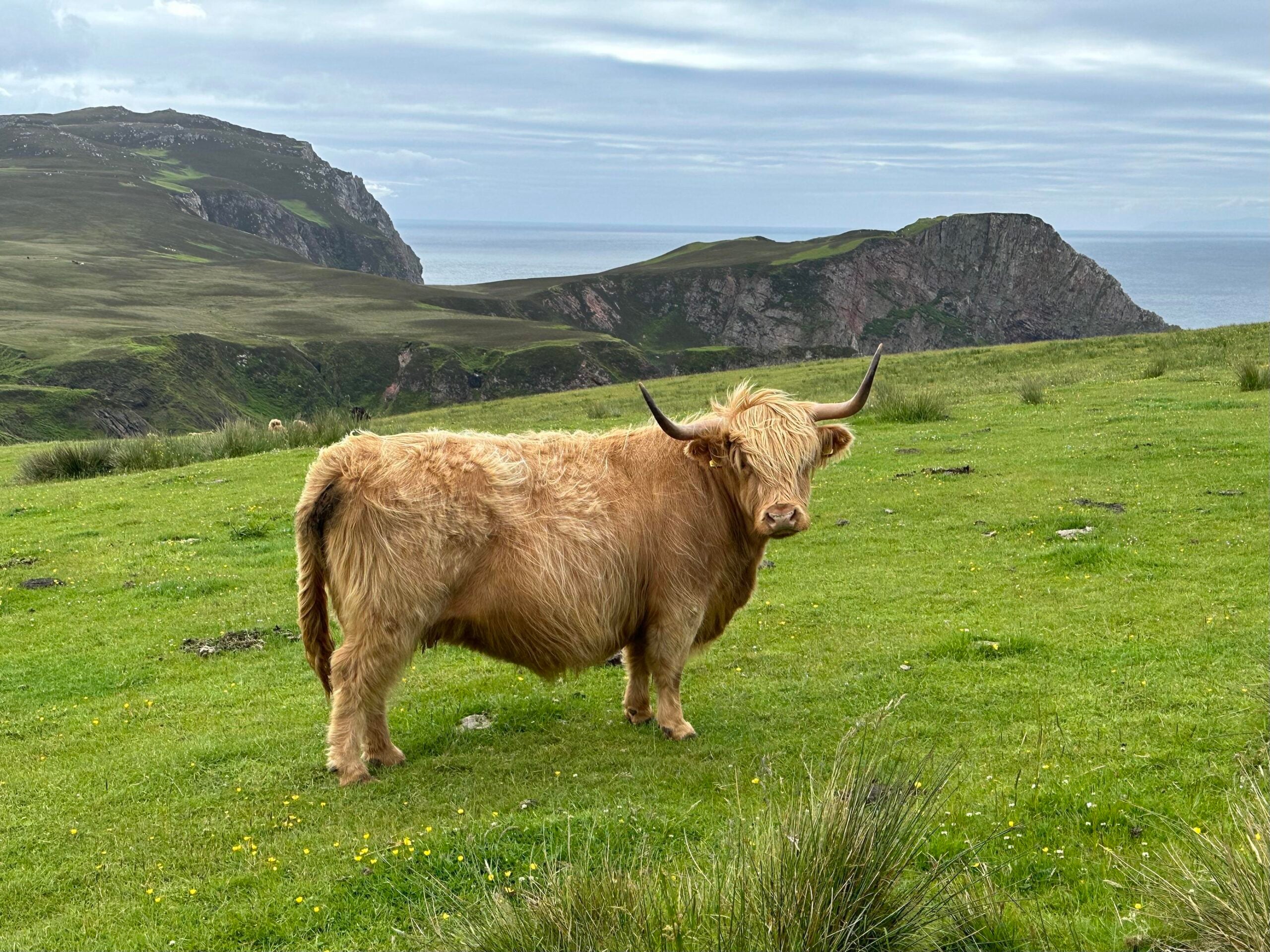 A shaggy Highland cow with long horns stands on green grass, with cliffs and the sea visible in the background under a cloudy sky.