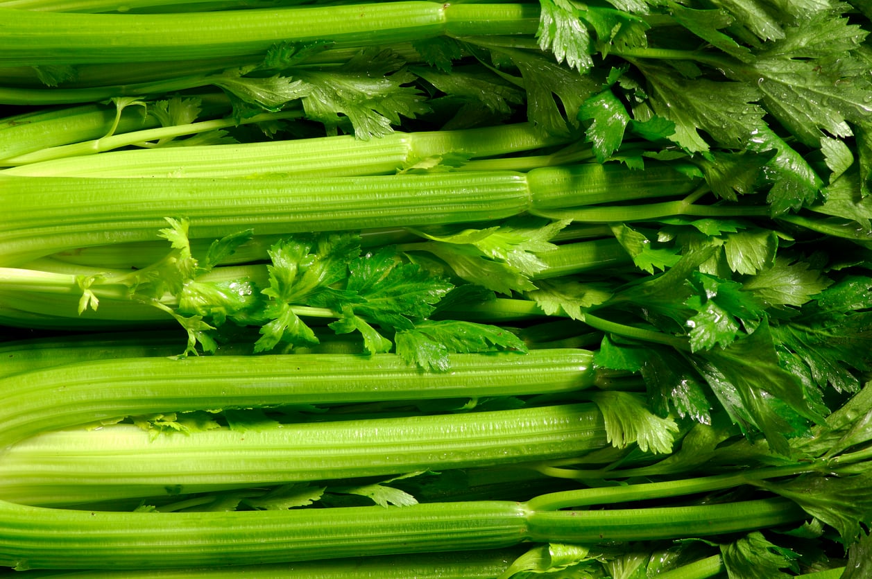 A close-up view of several fresh celery stalks with green leafy tops, stacked closely together and glistening with moisture—an inviting reminder that celery was once among the everyday foods that used to be considered fancy.