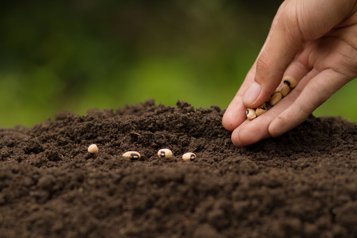 A hand is placing seeds into dark soil, preparing to plant them. More seeds are already lined up in the soil, with a blurred green background.