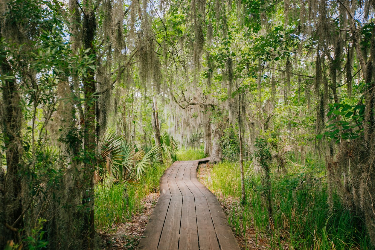 A wooden boardwalk winds through a lush, green swamp with hanging Spanish moss and dense vegetation.