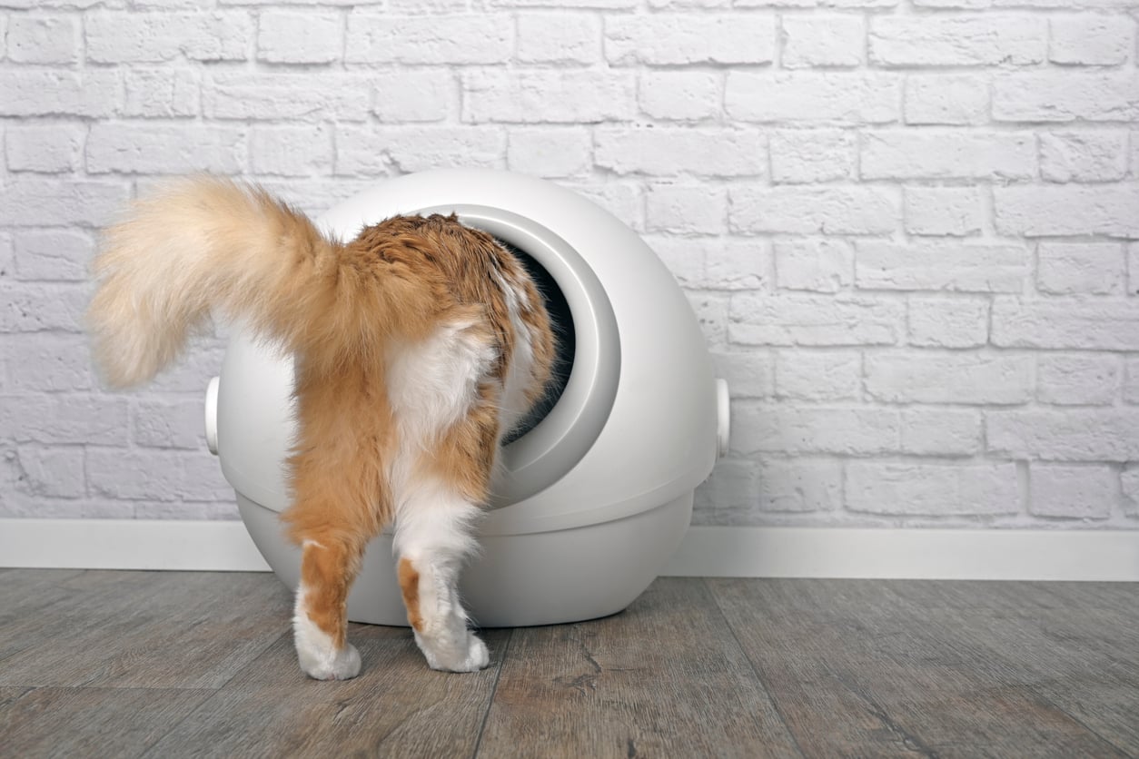 A fluffy orange and white cat with its head inside a white dome-shaped litter box, showing only its back half and tail, on a wooden floor against a white brick wall.