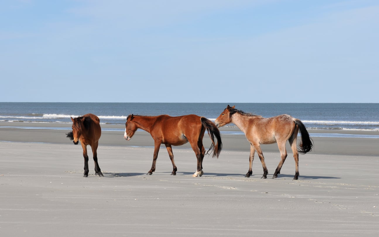Three brown horses walk along a sandy beach near the ocean, with gentle waves and a clear blue sky in the background.