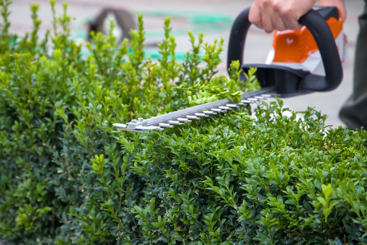 A person trims a green hedge with an electric hedge trimmer, shaping the bushes in a garden. Neighbor borrowing.