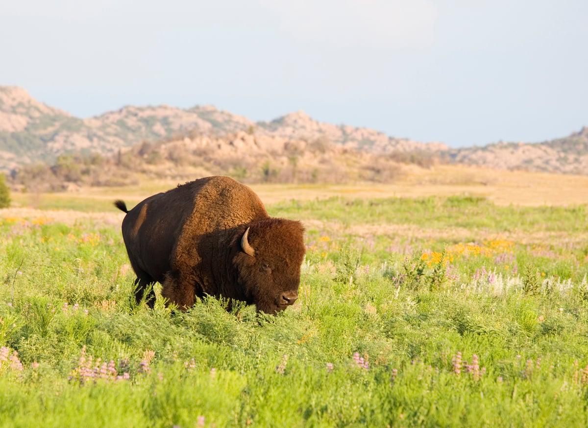 A lone bison stands in a green field with wildflowers, mountains, and a blue sky in the background—an iconic scene often found at some of the best hiking destinations.