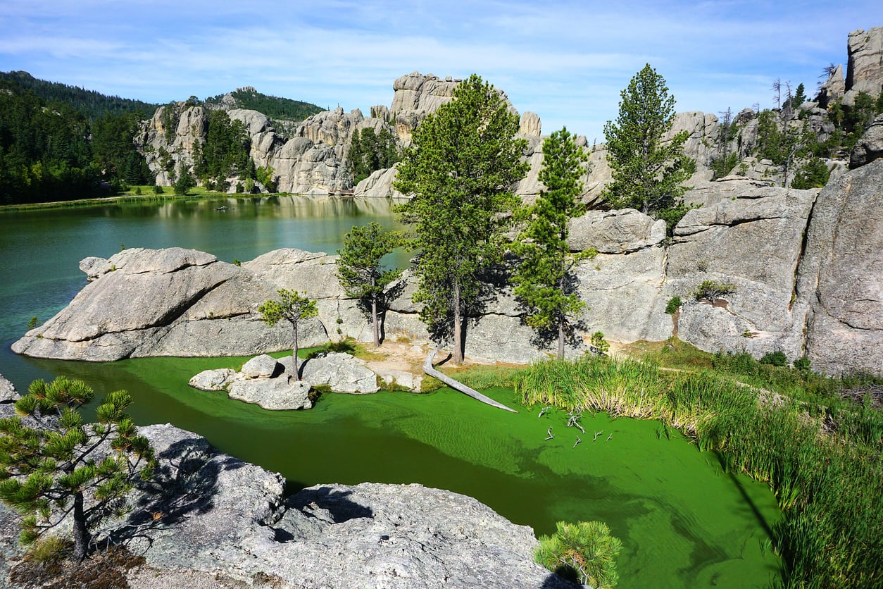 A rocky lakeshore with pine trees, large granite boulders, and green algae covering part of the water under a blue sky with distant forested hills makes this area one of the region’s most scenic hiking destinations.