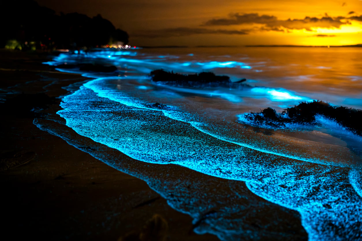 Waves glow bright blue with bioluminescence along a dark sandy beach at night, with an orange sunset and silhouettes of trees in the background.