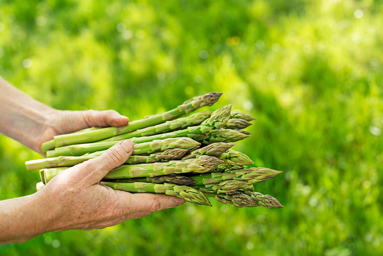 A person holds several fresh green asparagus spears in their hands outdoors, with a blurred green grassy background—a simple moment showcasing one of those everyday foods that used to be considered fancy.