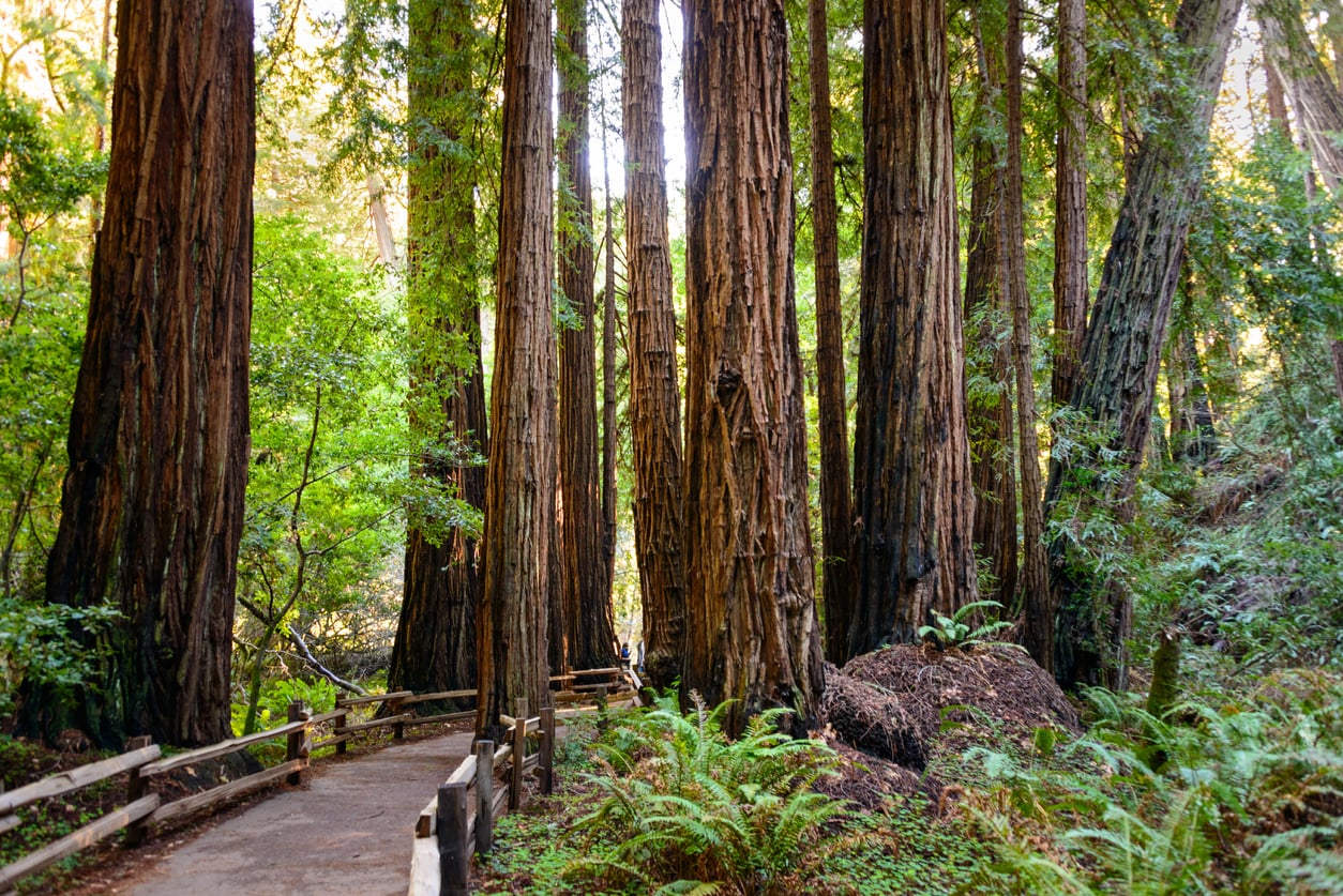 A forest path lined with wooden railings winds through tall, dense redwood trees and lush green ferns on the forest floor. Sunlight filters through the canopy.