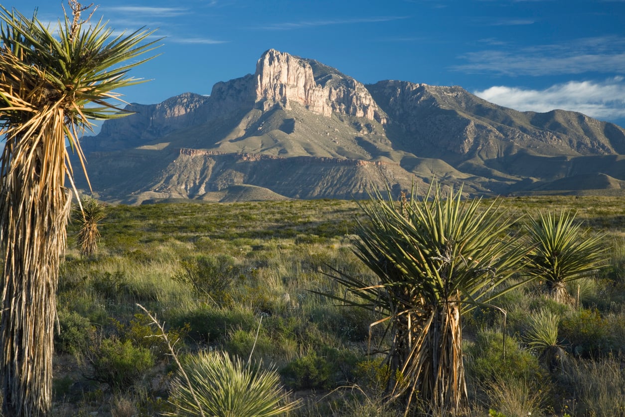Desert landscape with spiky yucca plants in the foreground and a rugged mountain range under a blue sky with scattered clouds in the background.