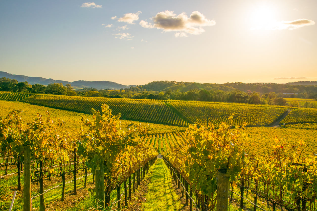 Rows of grapevines stretch across a sunlit vineyard with rolling hills in the background under a clear sky. The sunlight casts a warm golden glow over the landscape.