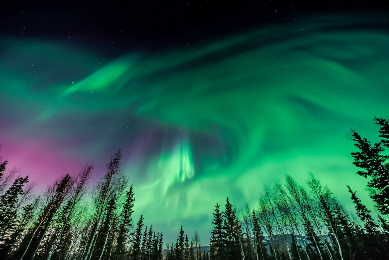 Vivid green and purple northern lights swirl across a starry night sky above a forest of tall, leafless trees and evergreens.