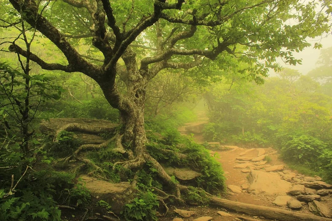 A large, gnarled tree with exposed roots stands beside a dirt path in a lush, green forest filled with mist and soft, filtered sunlight—a favorite spot where hikers have often paused and posted photos of the enchanting scene.