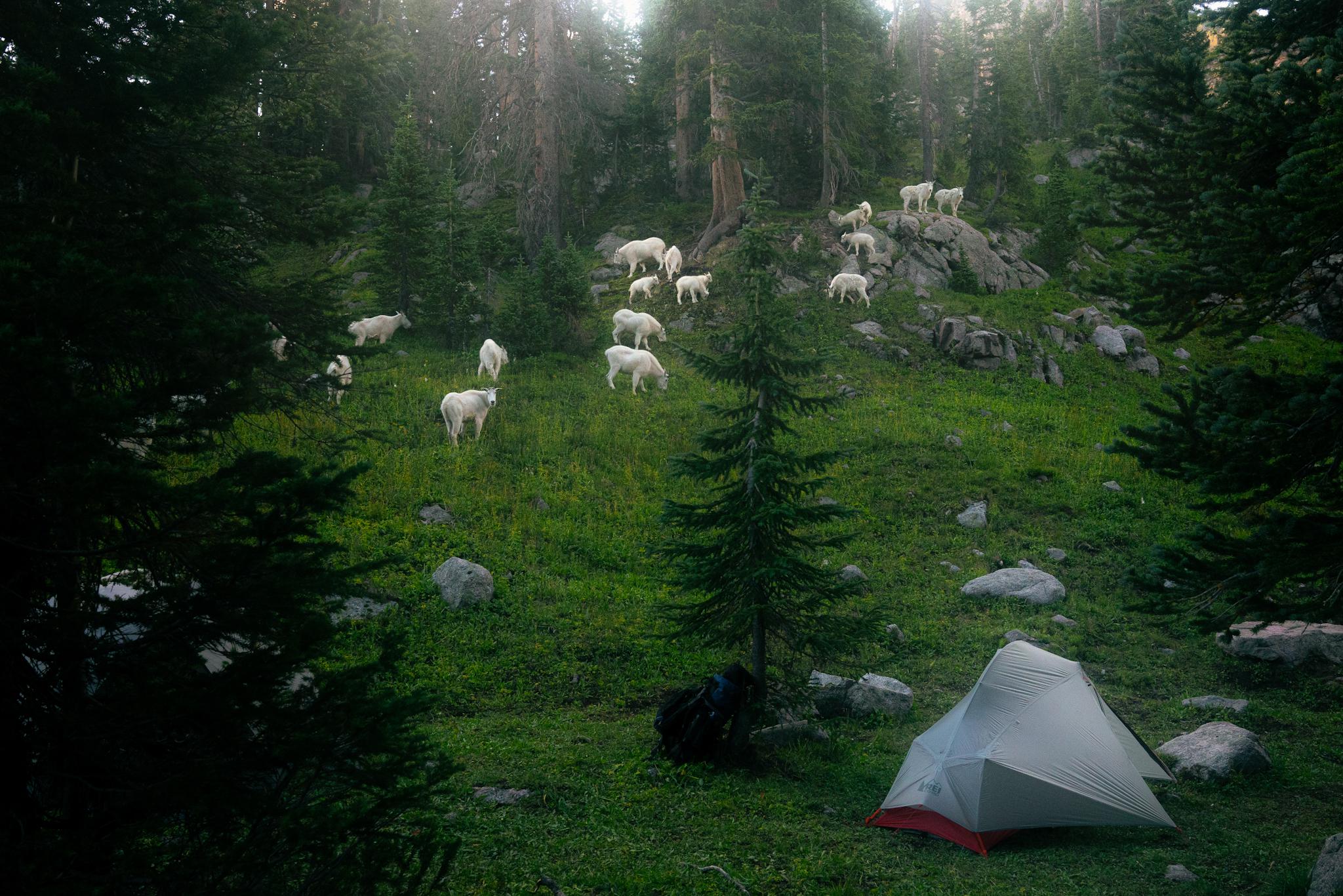 A white tent is set up in a forest clearing with camping gear nearby, perfect for hikers eager to explore the wild. In the background, a herd of mountain goats grazes on a grassy, rocky hillside among tall pine trees—an idyllic scene often featured in adventure photos posted by nature enthusiasts.