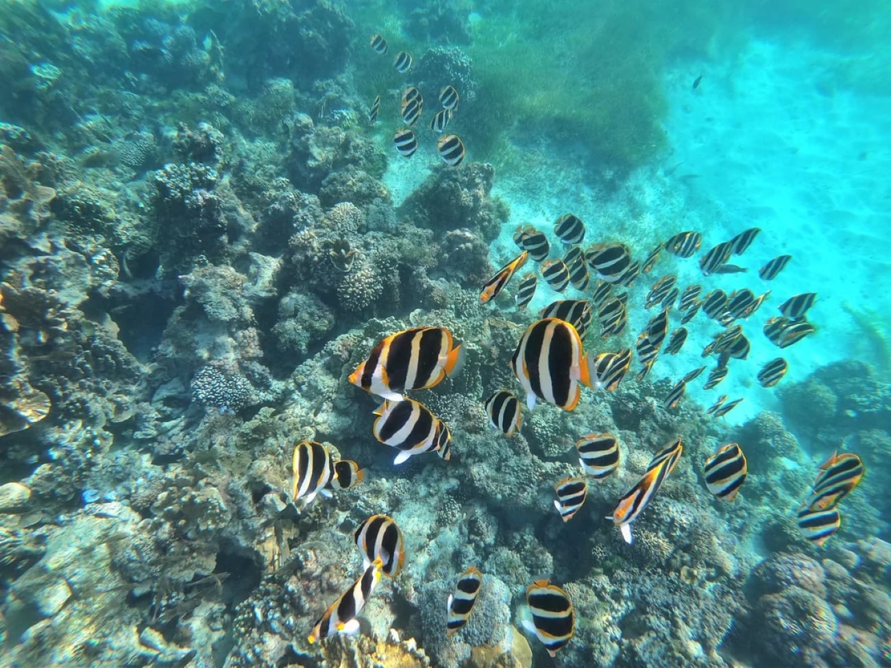 A school of butterflyfish with black, white, and orange stripes swims near vibrant coral reefs in a clear blue ocean, evoking the beauty of many tropical locations.