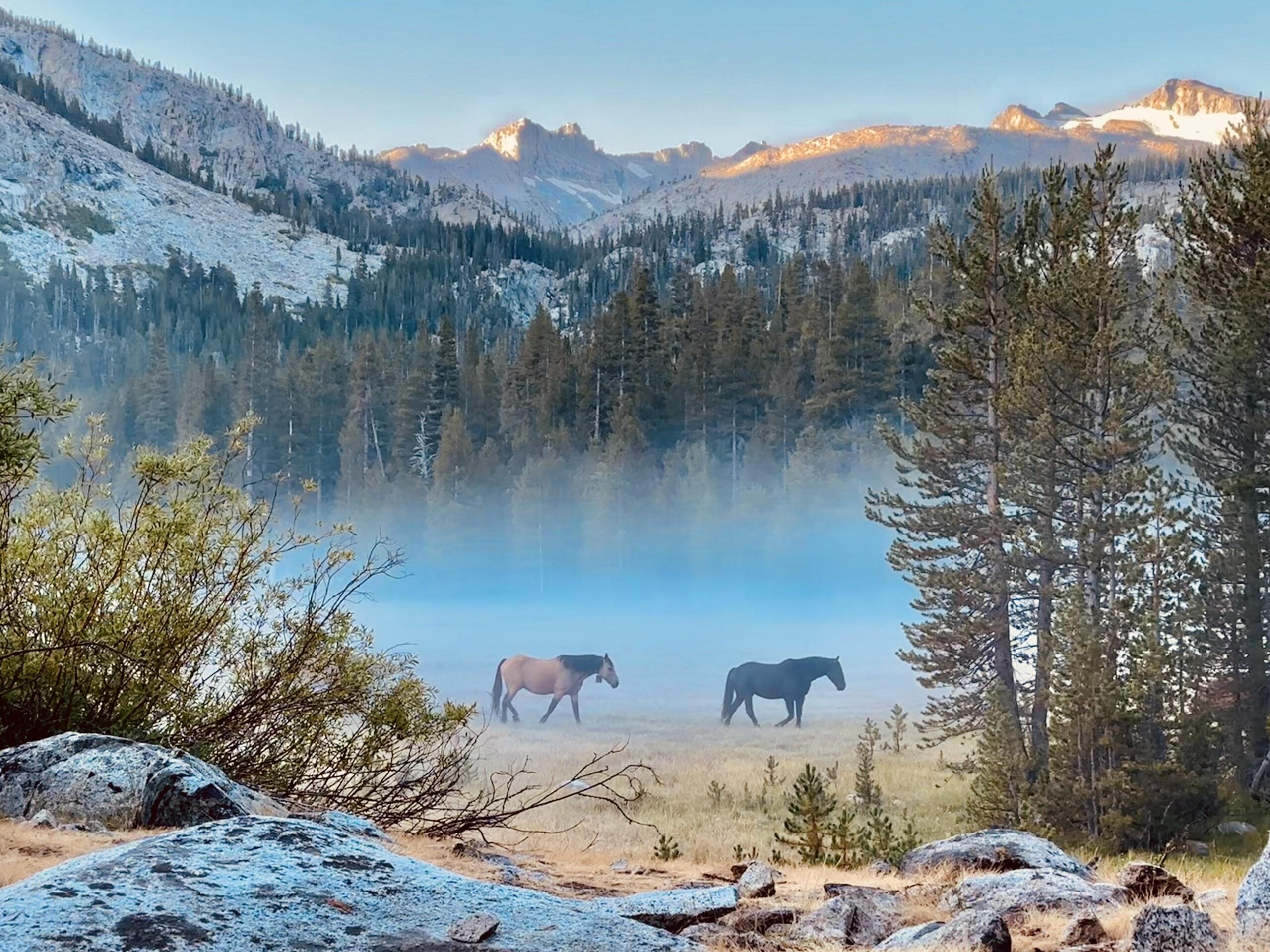 Two horses, one brown and one black, walk through a misty meadow surrounded by pine trees, with rocky mountains and a blue sky in the background—an idyllic scene often featured in photos posted by hikers exploring the area.