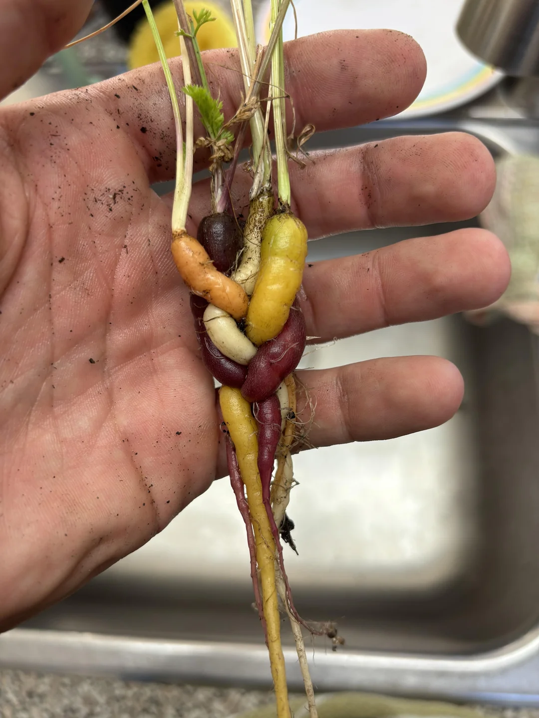 A hand holds several small, colorful twisted carrots with dirt still on them, above a kitchen sink.