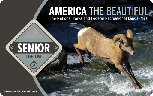 A bighorn sheep leaps over rocks in a river. The card reads: “America the Beautiful. Senior Lifetime Pass. The National Parks and Federal Recreational Lands Pass.”