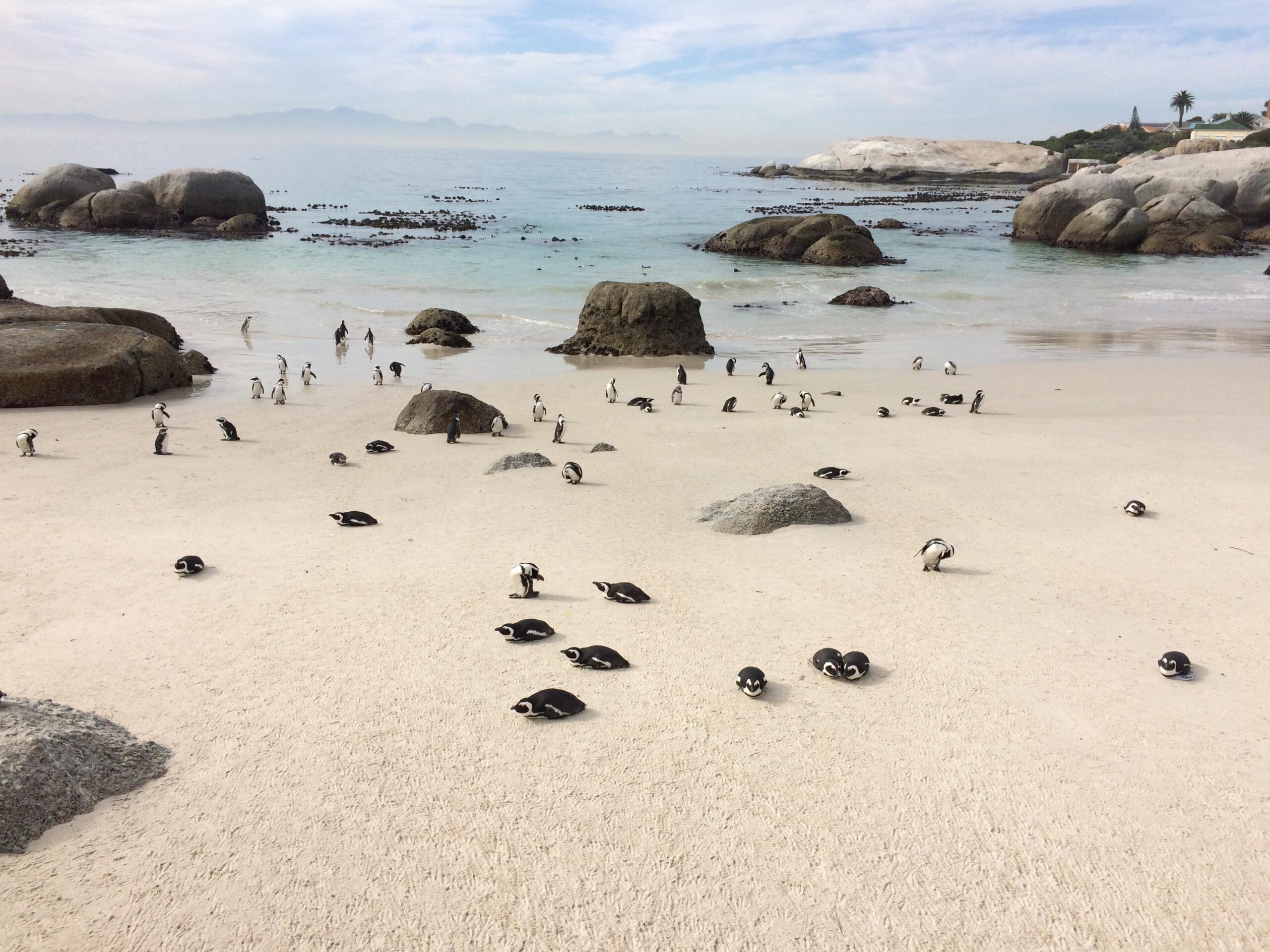 Penguins stand and rest on a sandy beach with scattered rocks, facing the ocean. The sea is calm and meets the horizon, with distant mountains and some greenery visible. The sky is partly cloudy.