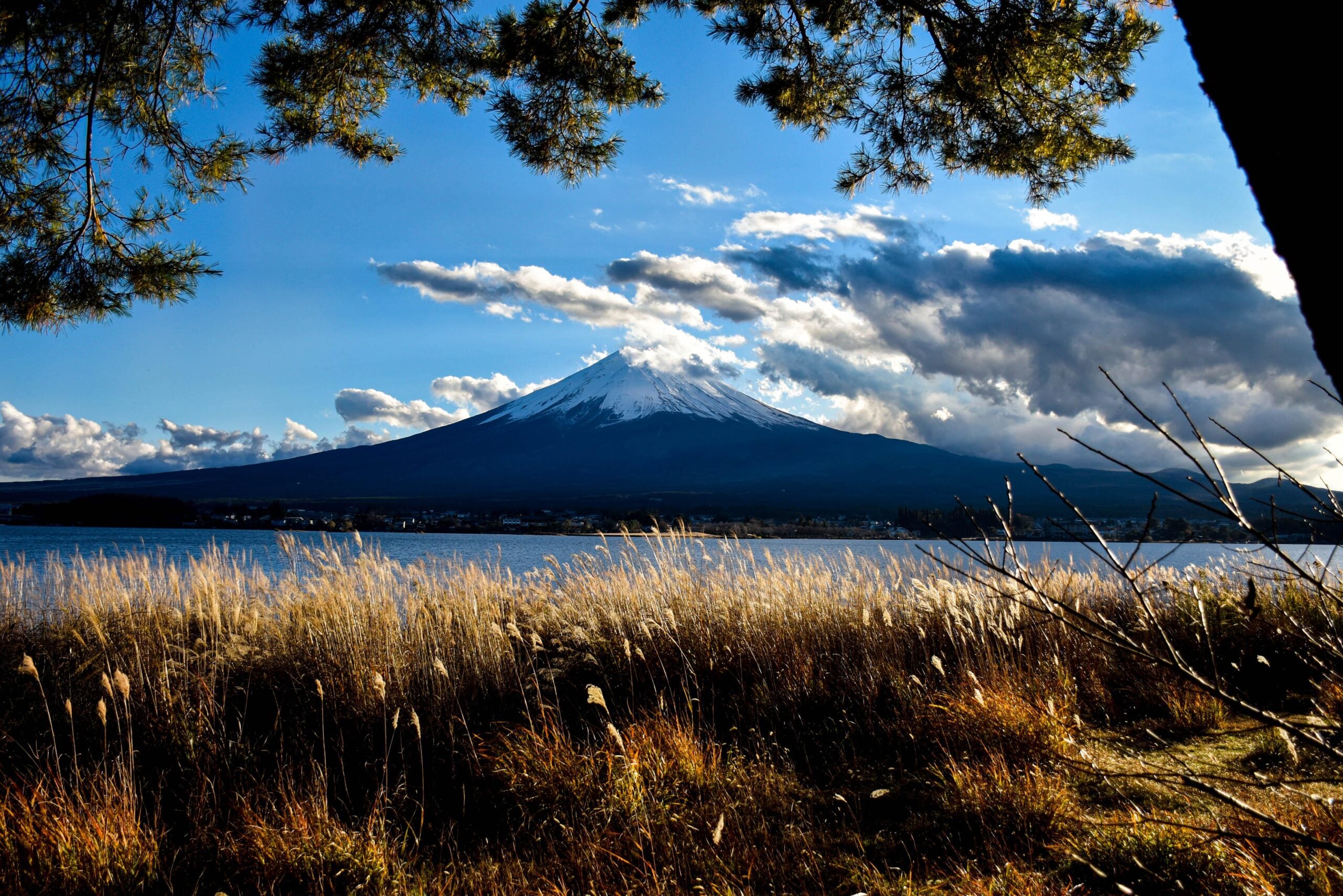 Snow-capped Mount Fuji rises above a lake, framed by tall grasses and pine branches, under a blue sky with dramatic clouds.